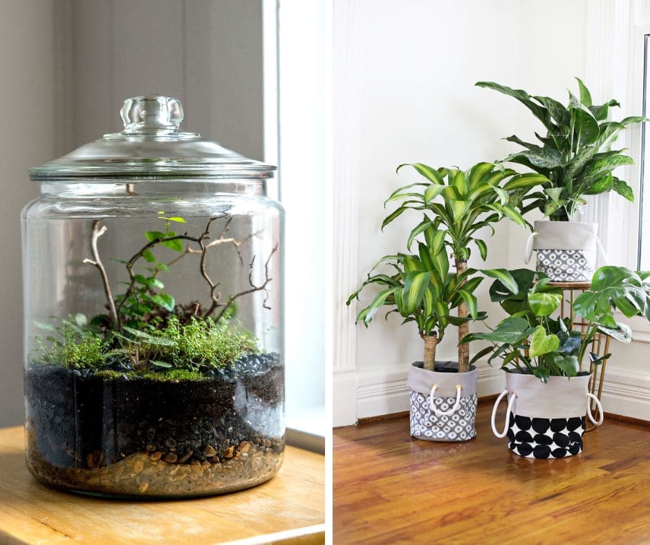 DIY Plant Projects