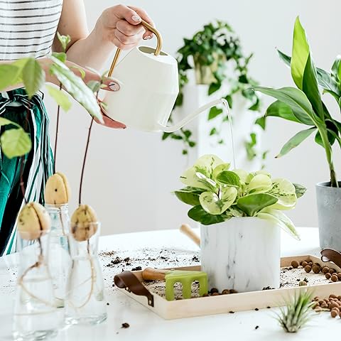 Caring for Indoor Plants | Living Room Indoor Plant Decoration Ideas