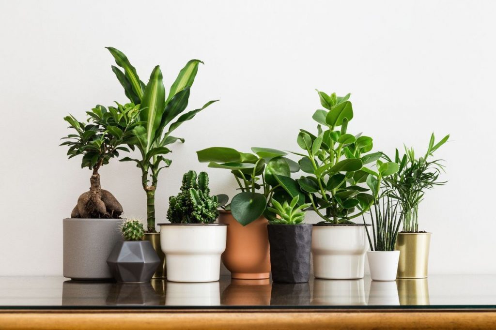 Plants for Home in Vastu 