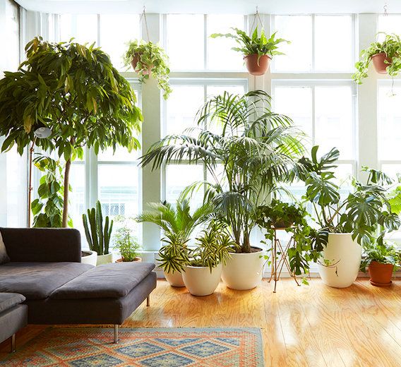 Choosing Indoor plants | Indoor plants for living room