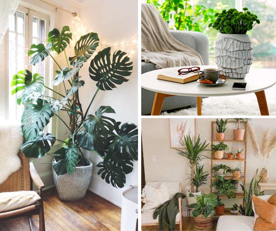 Incorporate Plants with existing furniture