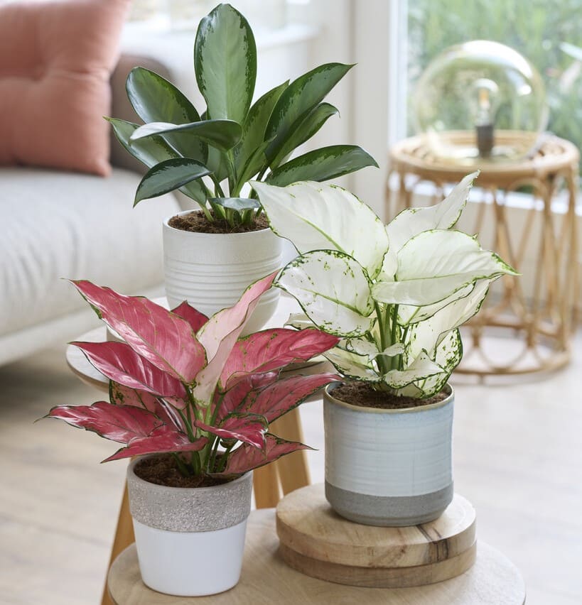 Themed Plants | Indoor plants for living room