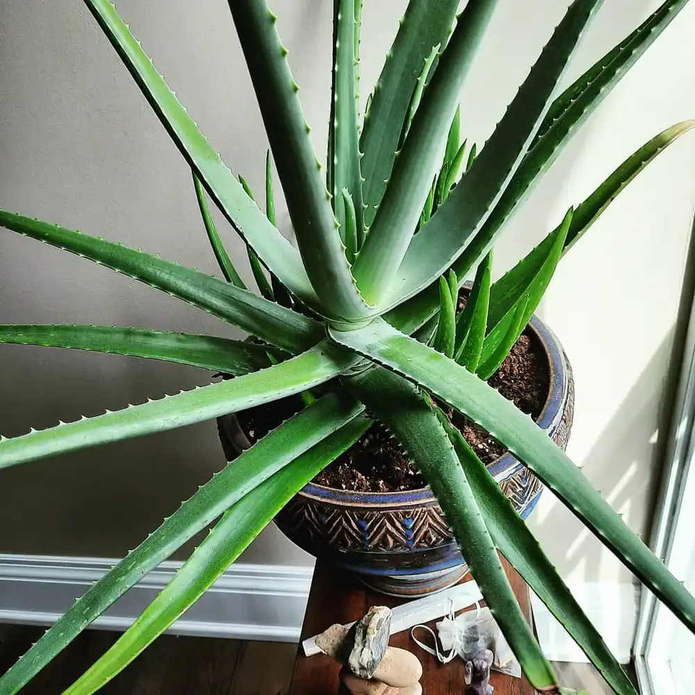 Aloe Vera | Best Vastu Plant for Home