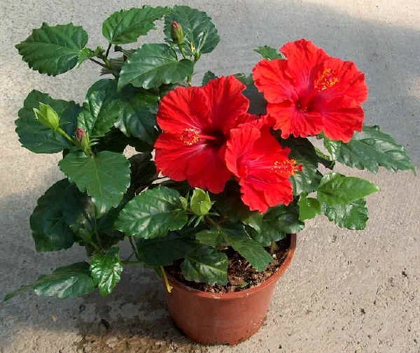 Red Hibiscus Flower | Best Vastu Plants for Home 