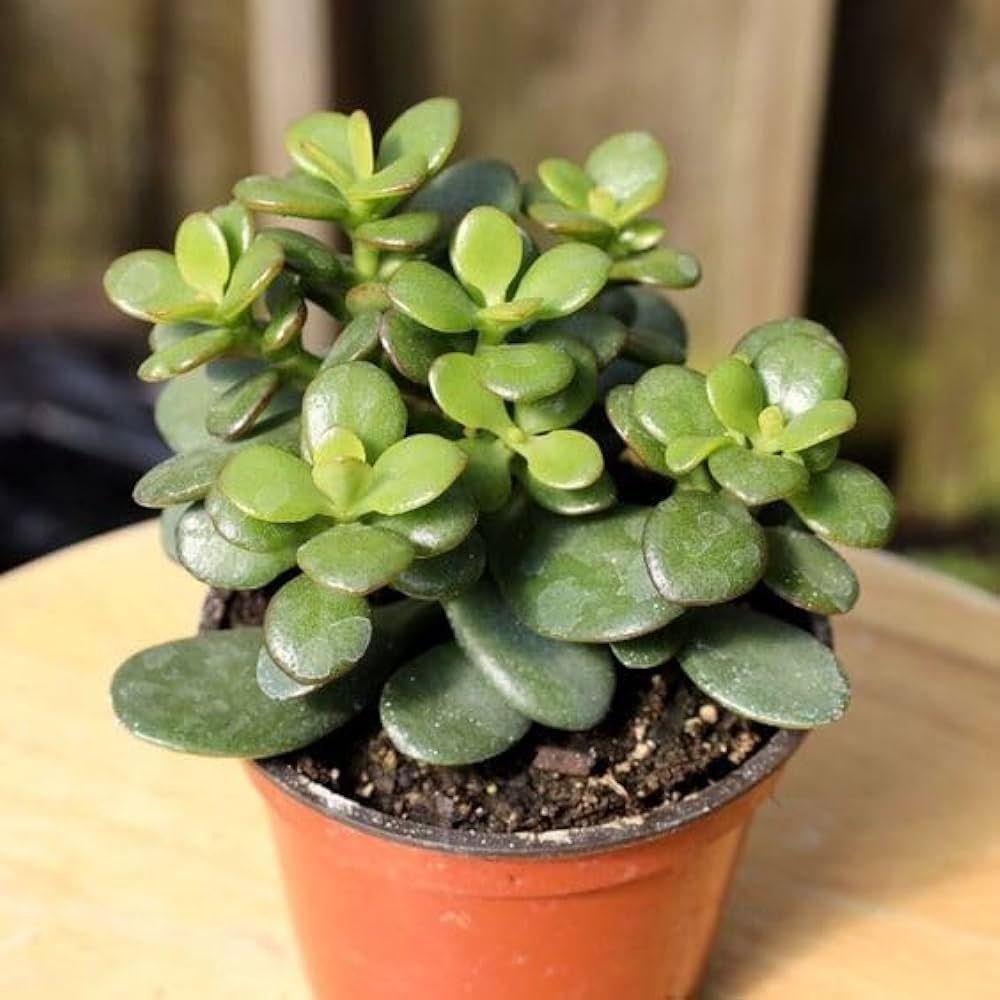 Jade Plant in Vastu Shastra