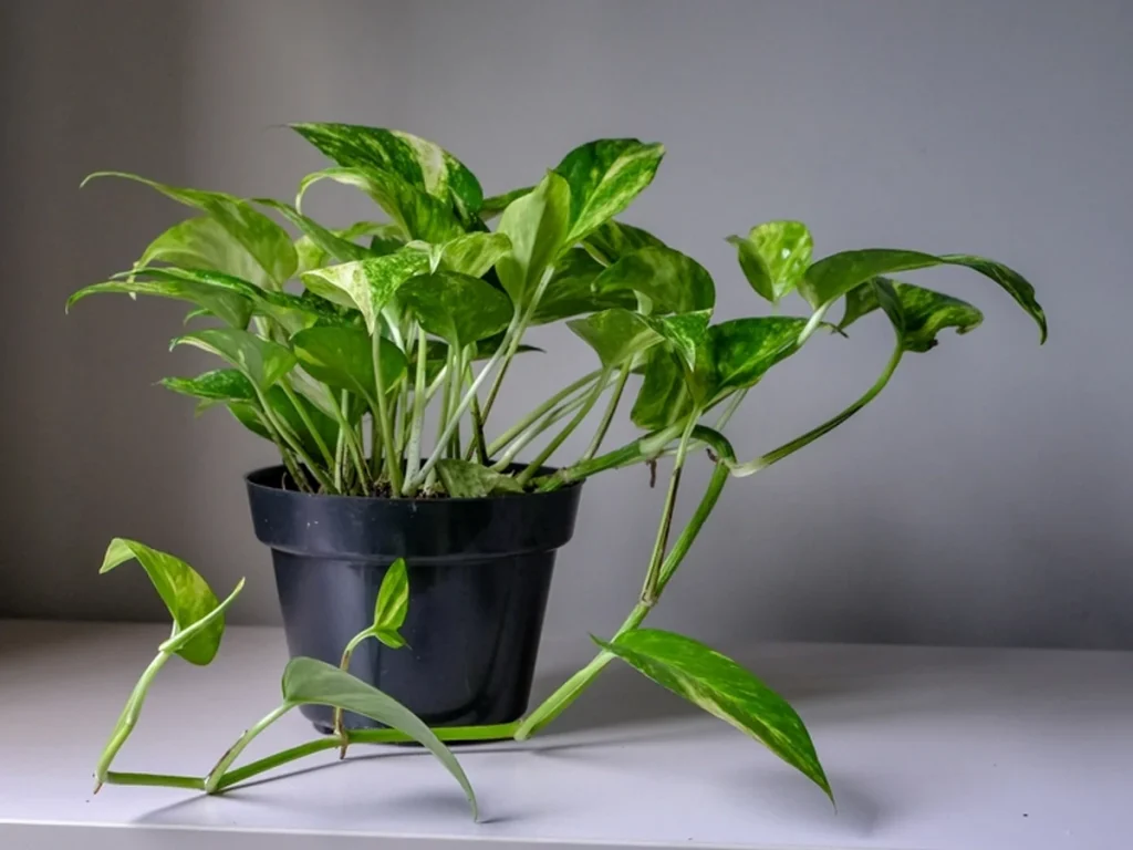 Money Plant Vastu 