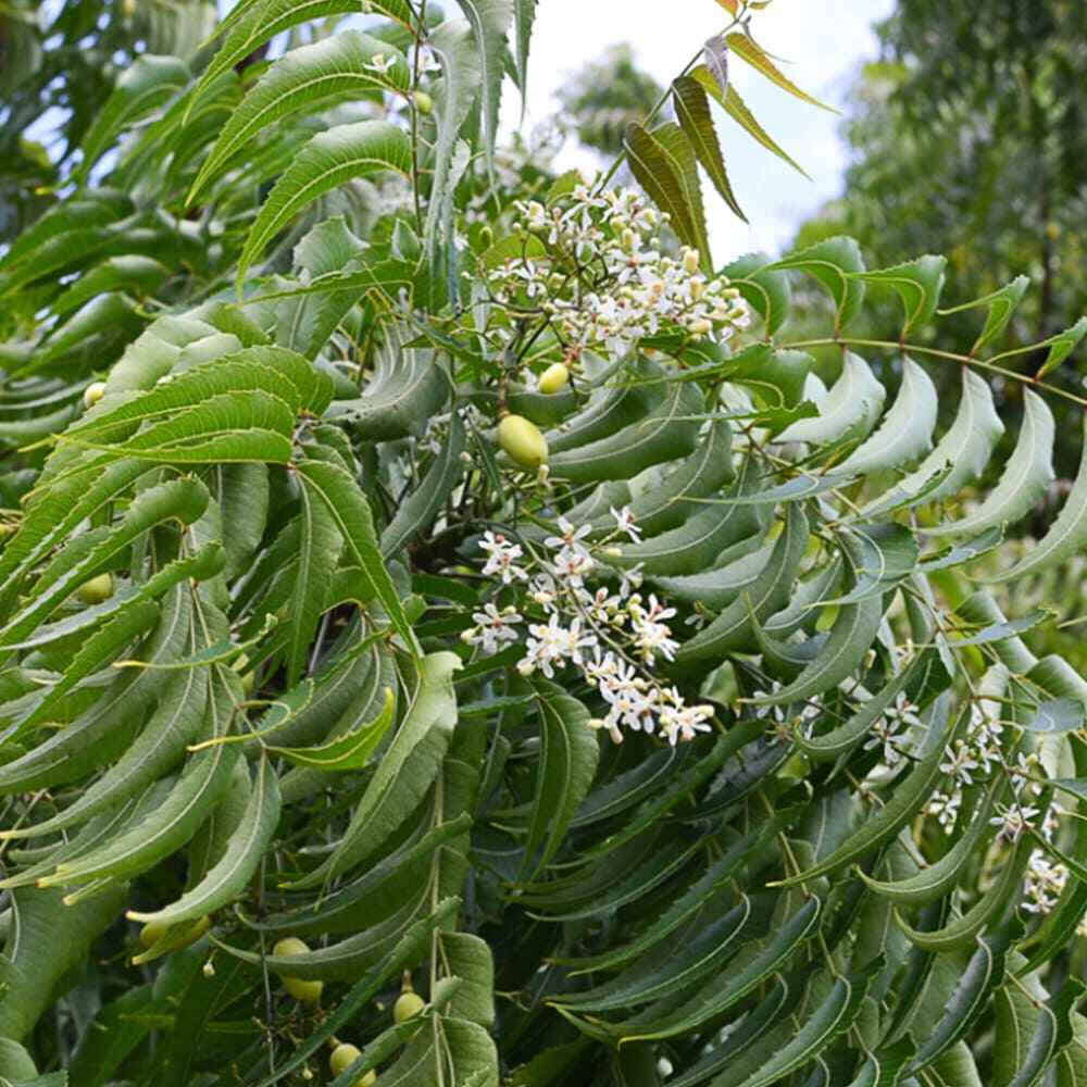 Neem Tree in Vastu shastra