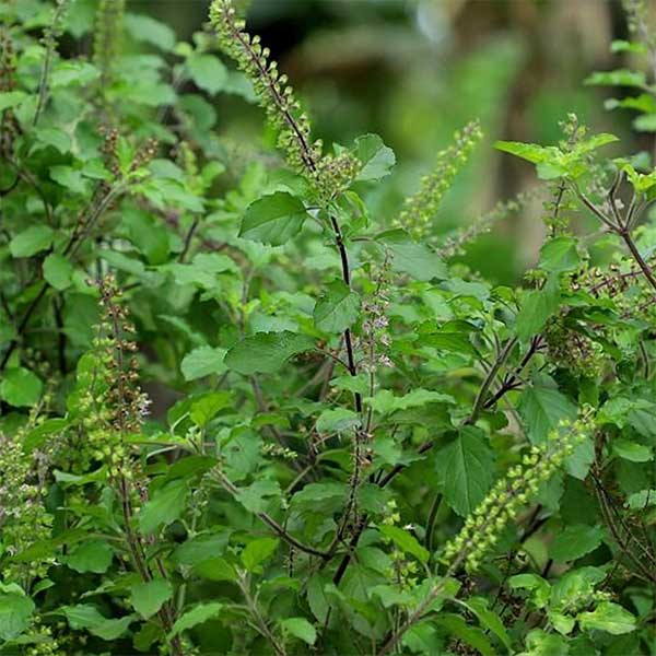 Tulsi Plant Vastu | Lucky Plants for Home Vastu