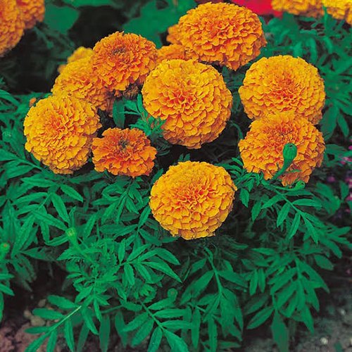 Yellow Marigold Flowers | Lucky Plants for Home Vastu