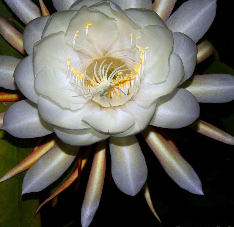 Brahma Kamal Flower full bloomed