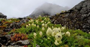 Brahma Kamal Plant and Vastu