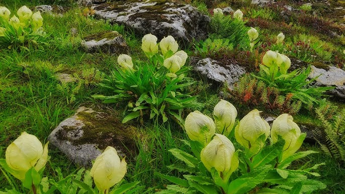 Brahma Kamal Plant in himalayas 