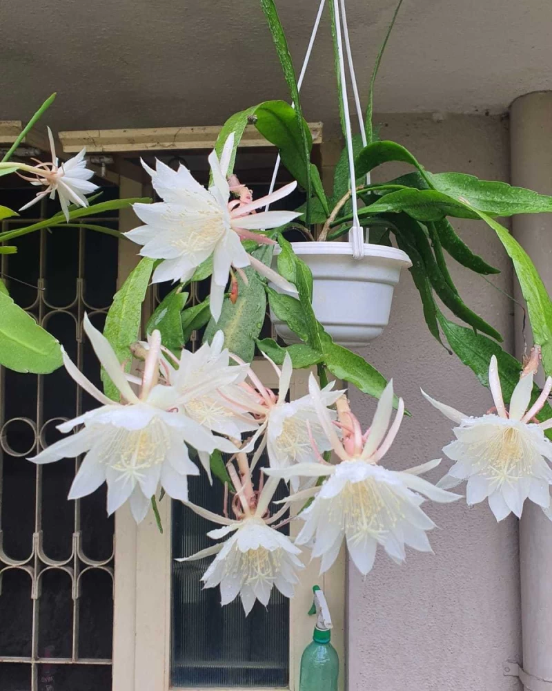 Brahma Kamal at Home