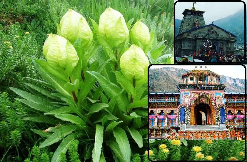 Badrinath and Kedarnath Temples