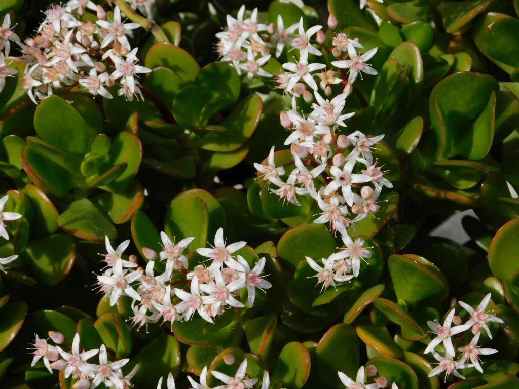Jade plant with flowers