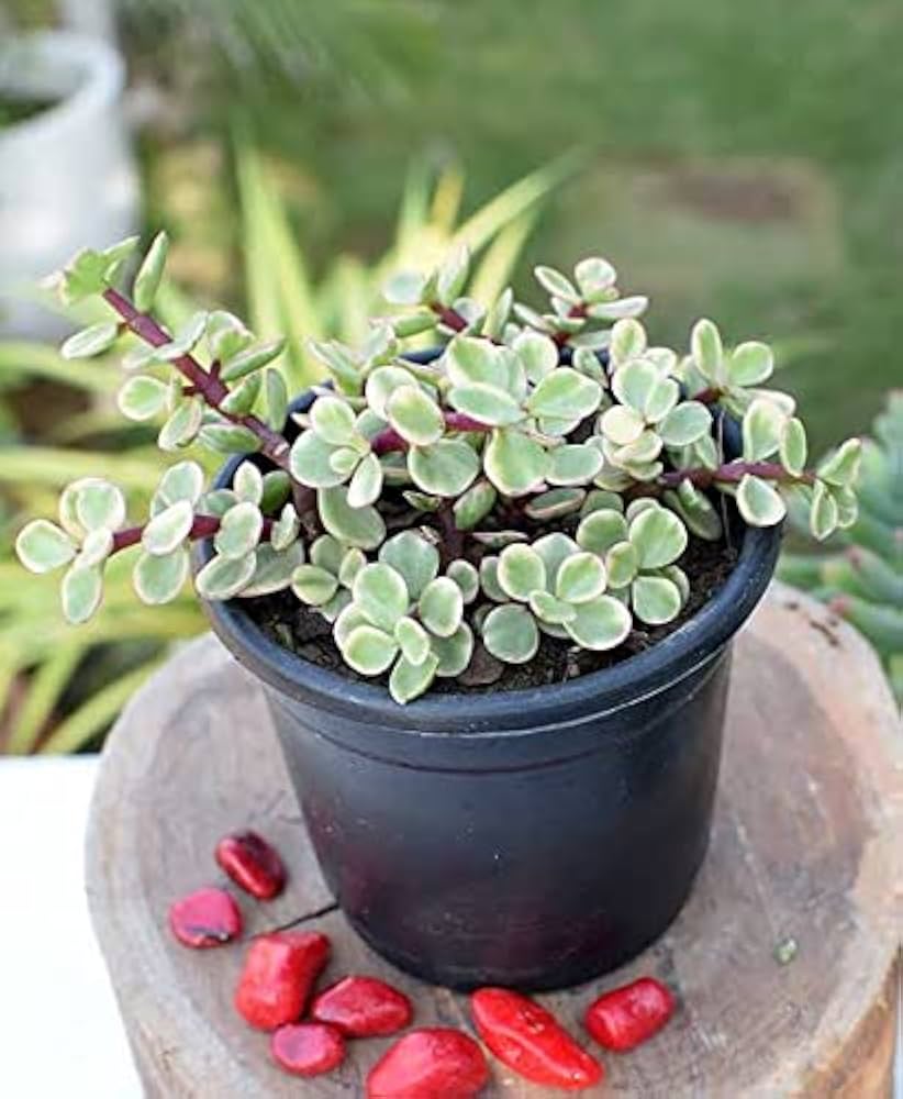 variegated jade plant