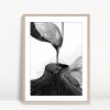 Topographic Flow Monochrome Abstraction