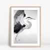 Watercolor Heron in Flight Grace