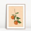 Citrus Calm on Morning Branches