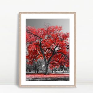Scarlet Maple In Monochrome Park