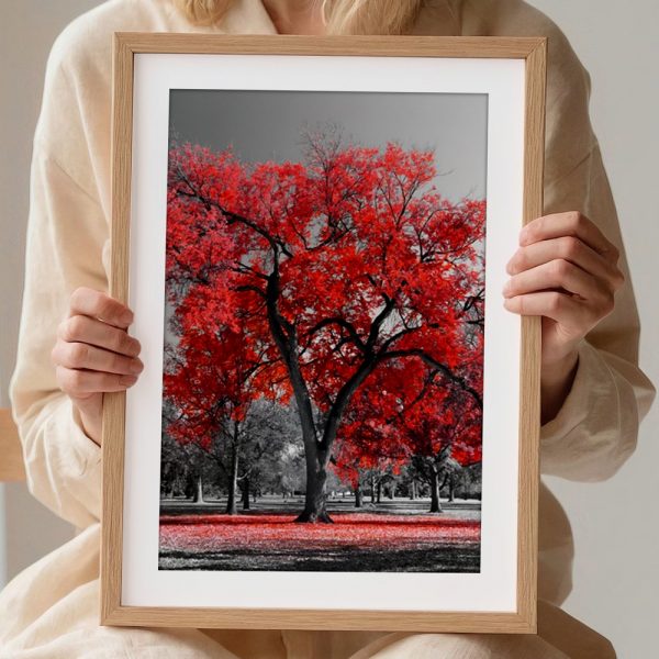 Scarlet Maple In Monochrome Park - Image 2