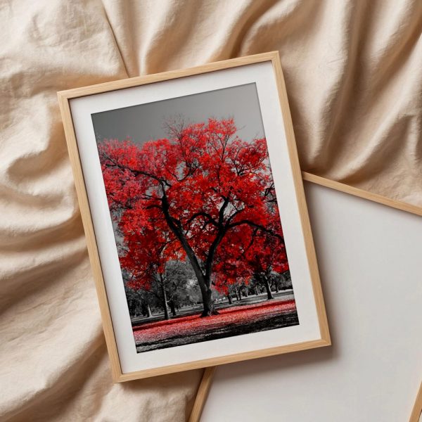 Scarlet Maple In Monochrome Park - Image 3