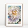 Soft White Peony In Bloom
