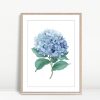 Watercolor Blue Hydrangea Botanical Print