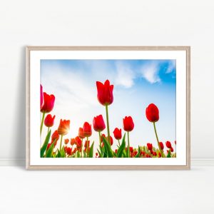 Scarlet Tulips Under Blue Sky