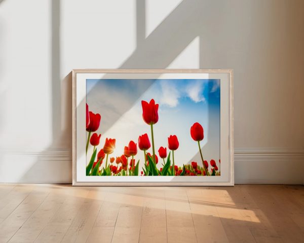 Scarlet Tulips Under Blue Sky - Image 2