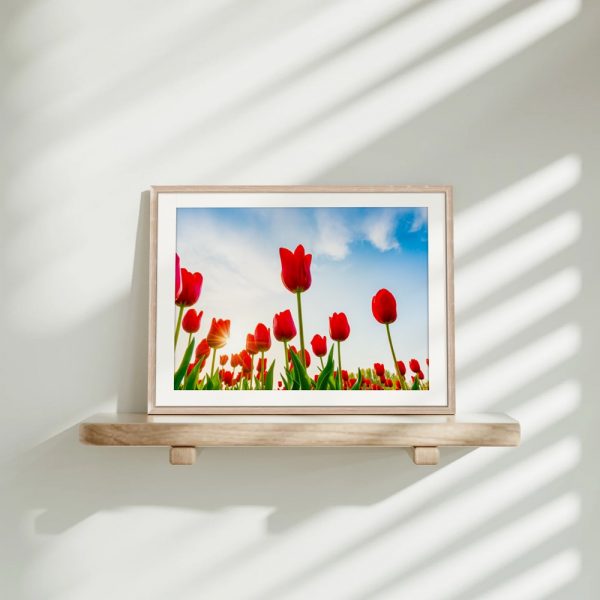 Scarlet Tulips Under Blue Sky - Image 4