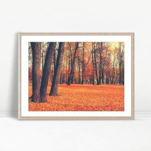 Autumn Carpet in Quiet Forest