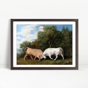 Bull Duel In Verdant Meadow