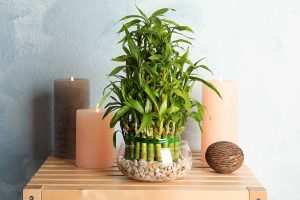 Bamboo plant vastu at home