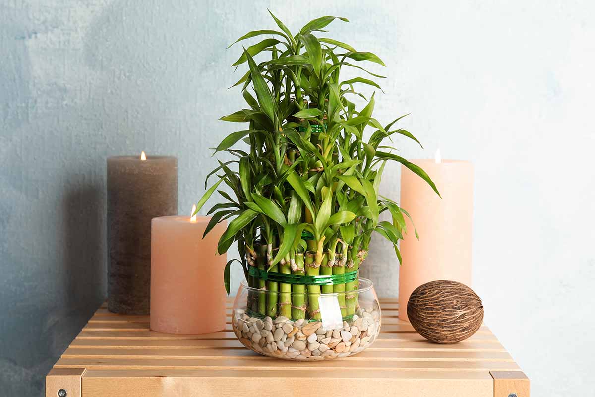 Bamboo Plant Vastu at Home - YF Decor