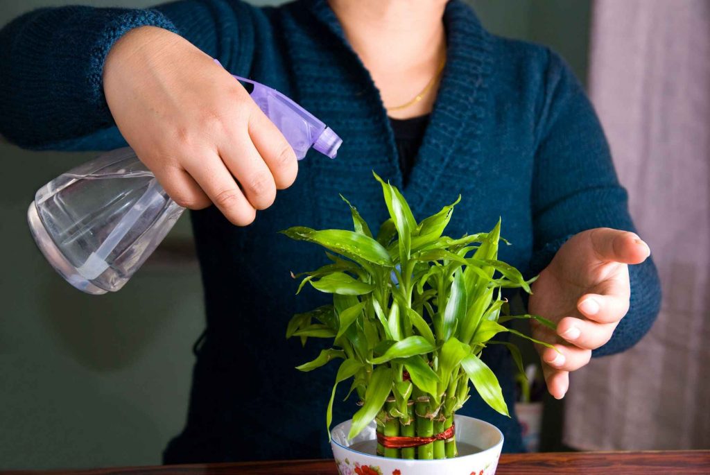 Lucky Bamboo Care tips