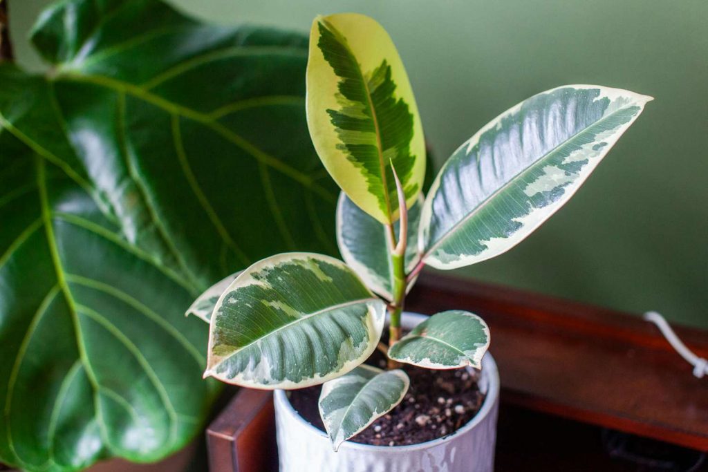 Indoor Rubber plant in vastu