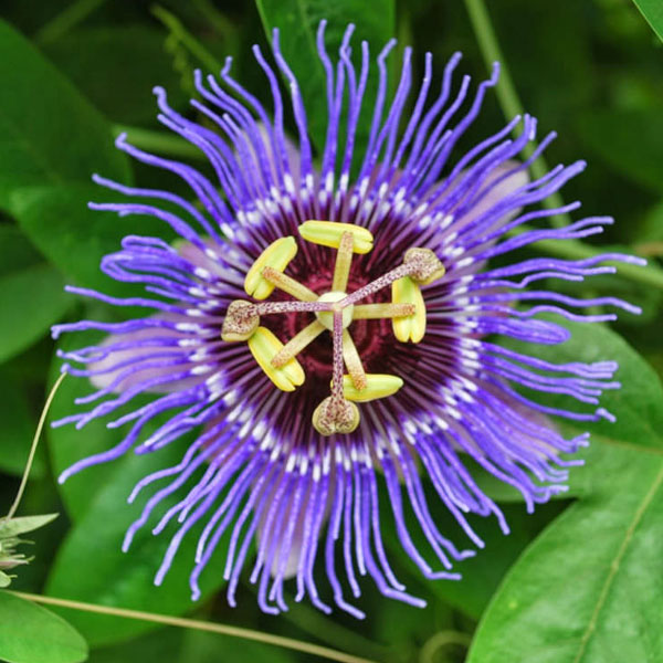 Krishna Kamal Flower