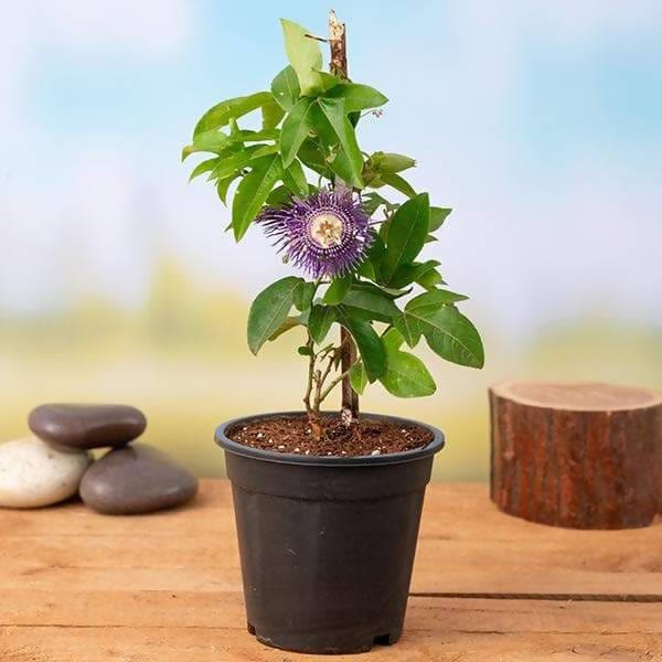 Krishna Kamal plant in a pot