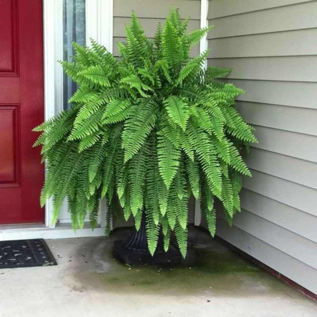 Boston fern for home entrance