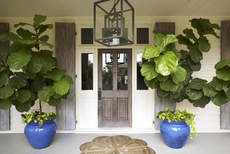 Full grown fiddle leaf fig