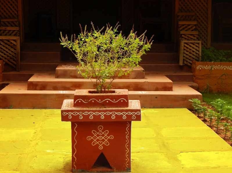 tulsi plant for home entrance