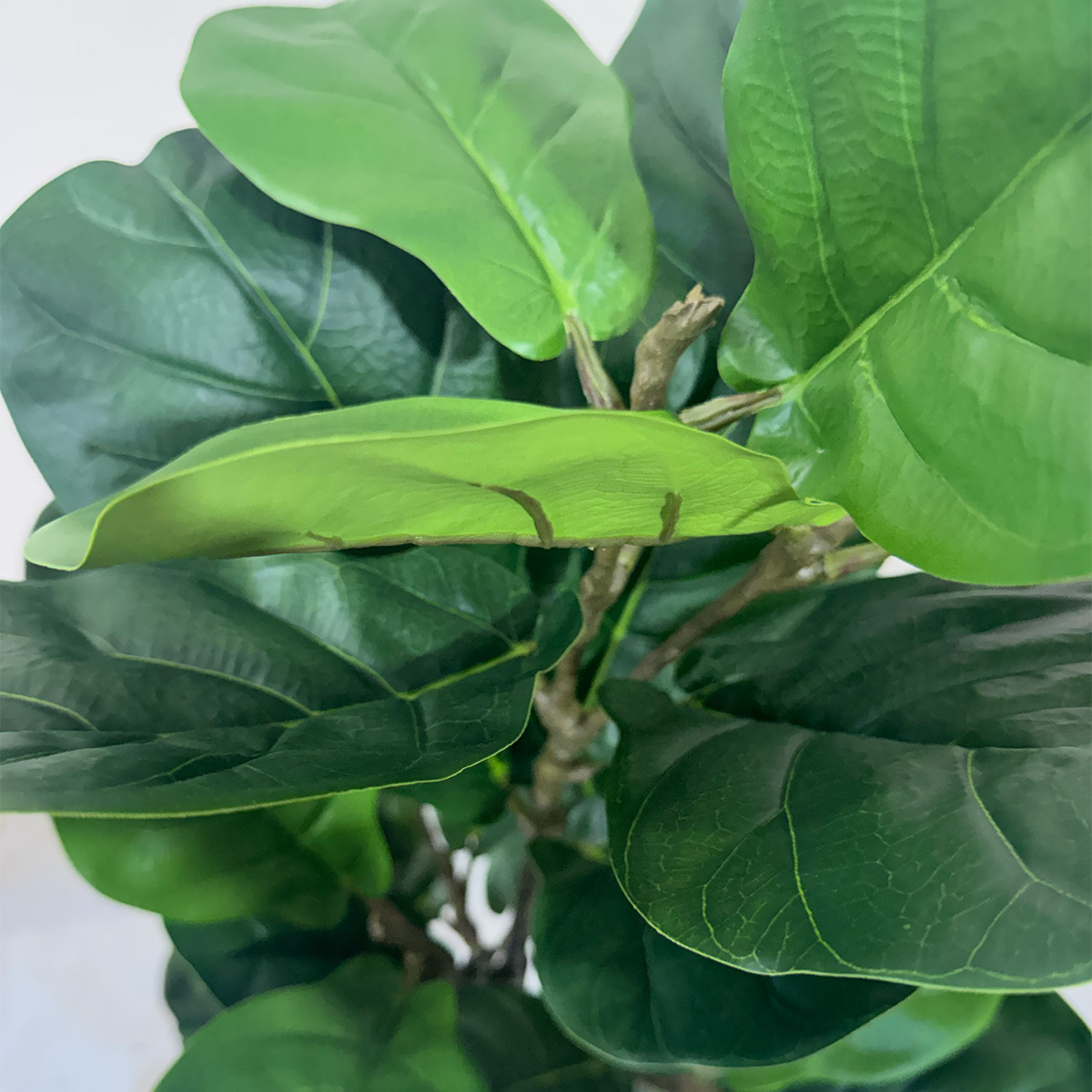 Fiddle Leaf Fig Artificial Plant - Image 8