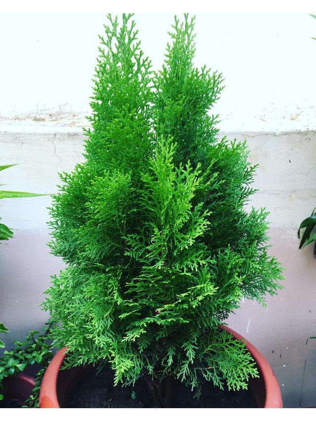 Morpankhi plant leaves