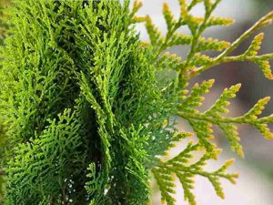 Morpankhi plant vastu