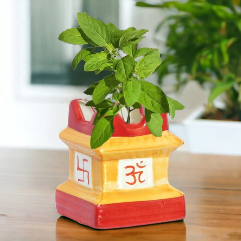 Tulsi plant in pot
